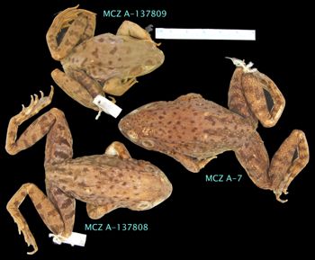 Media type: image; Herpetology A-137809